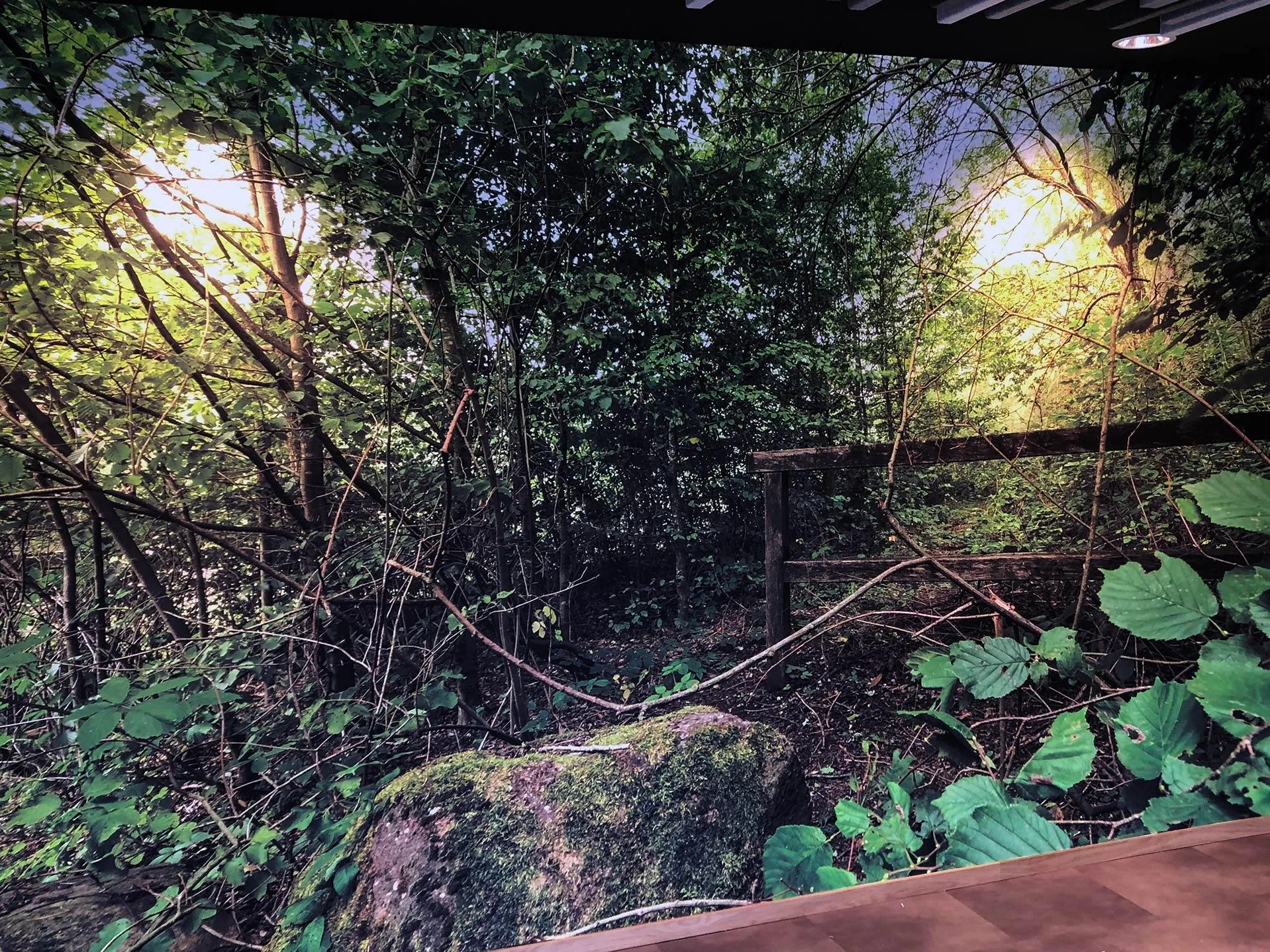 Fototapete mit Waldmotiv im Wohnbereich